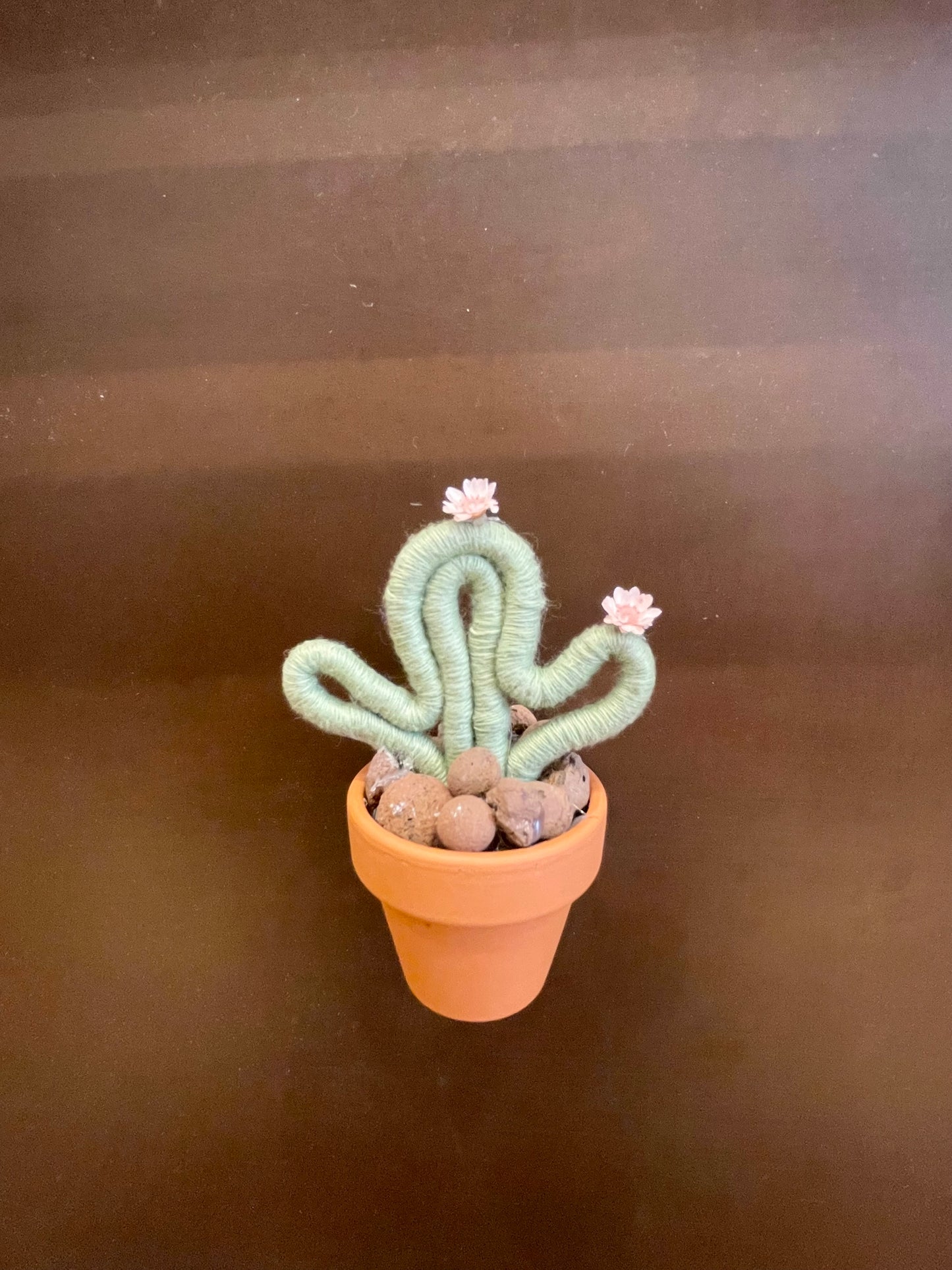 Magnet cactus