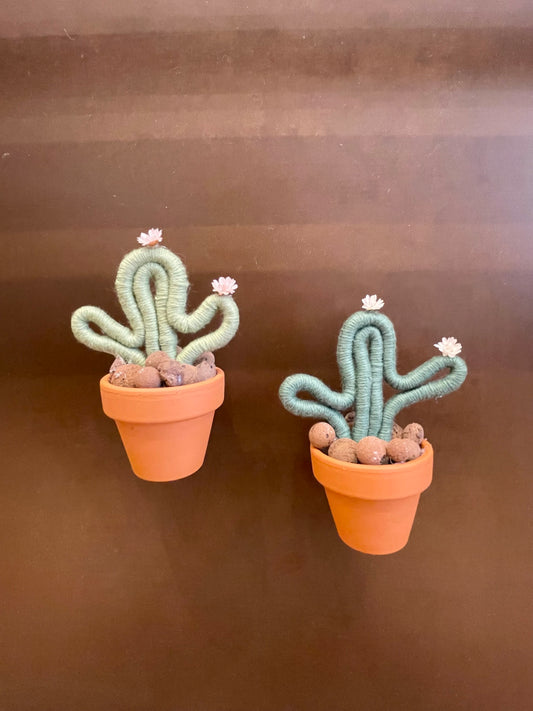 Magnet cactus