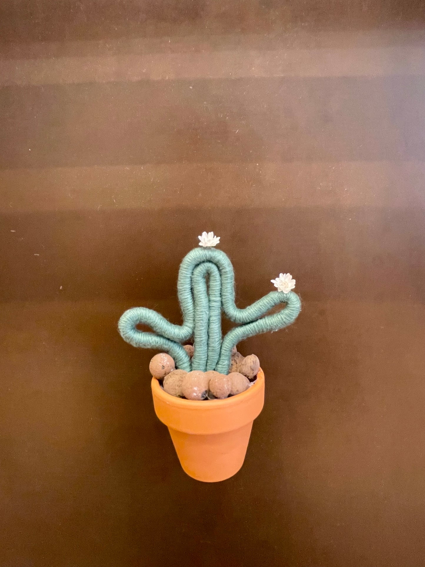 Magnet cactus